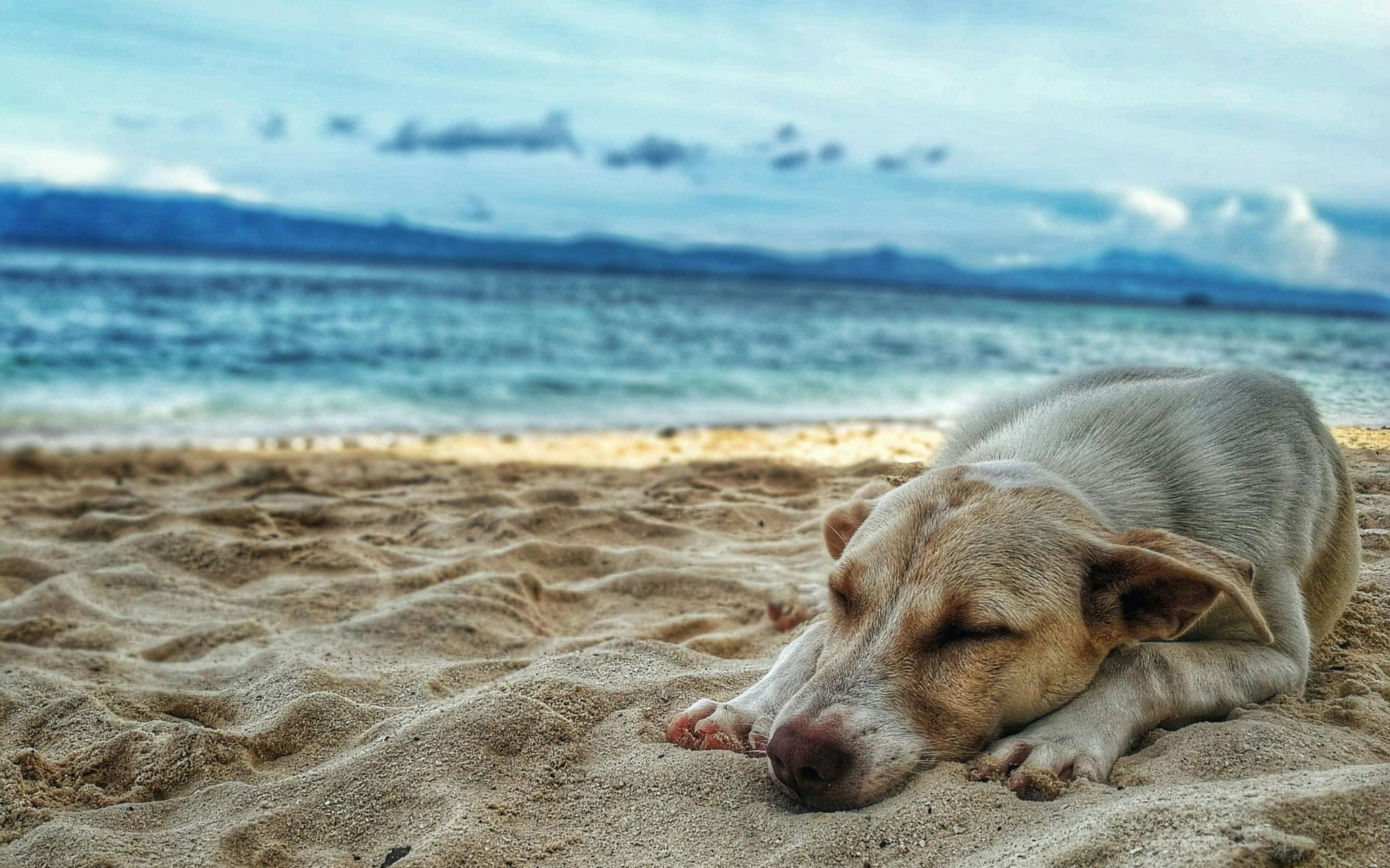 Prepárate-para-viajar-con-tu-mascota